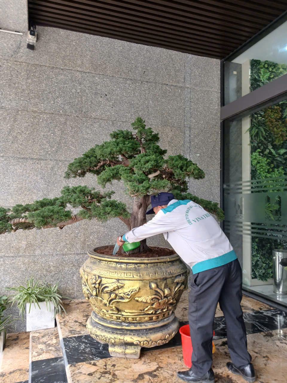 Dịch vụ chăm sóc cây xanh tại Vinatrees
